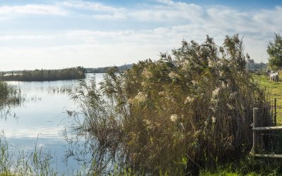 Senderos verdes y sabores auténticos: descubriendo el Baix Llobregat