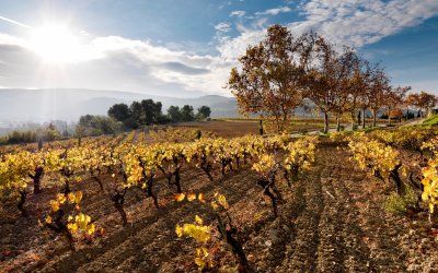 El Alt Penedès, mucho más que desconexión entre viñedos