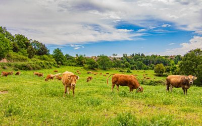 Descobrir el Lluçanès, la comarca serena i autèntica