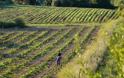 Can Calopa: A vineyard with roots in Barcelona