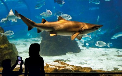 Descubrir, amar, proteger: sumérgete en el corazón del Mediterráneo desde L’Aquàrium de Barcelona