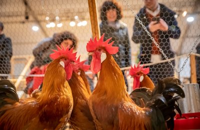 Fira Avícola de la Raça Prat: la gran fiesta de la cultura y el producto local