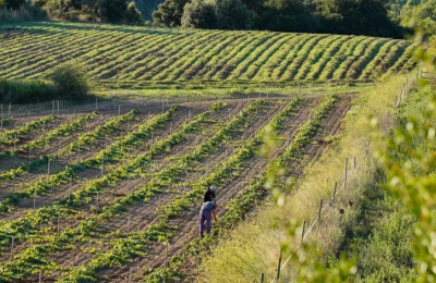 Can Calopa: una vinya arrelada a Barcelona