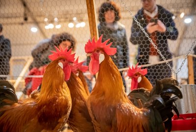 Fira Avícola de la Raça Prat: la gran festa de la cultura i el producte local