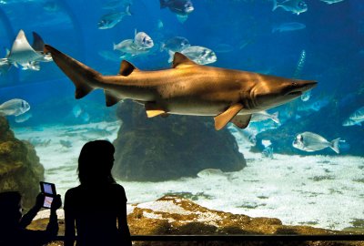 Descobrir, estimar, protegir: submergeix-te al cor del Mediterrani a L’Aquàrium de Barcelona