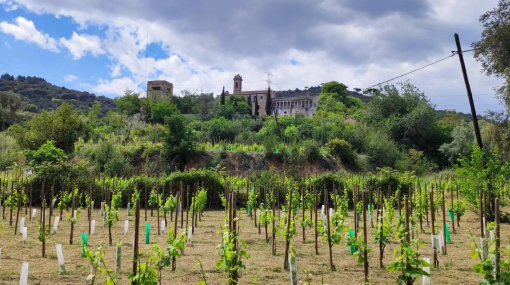 Vall de Betlem - Enocultura cooperativa