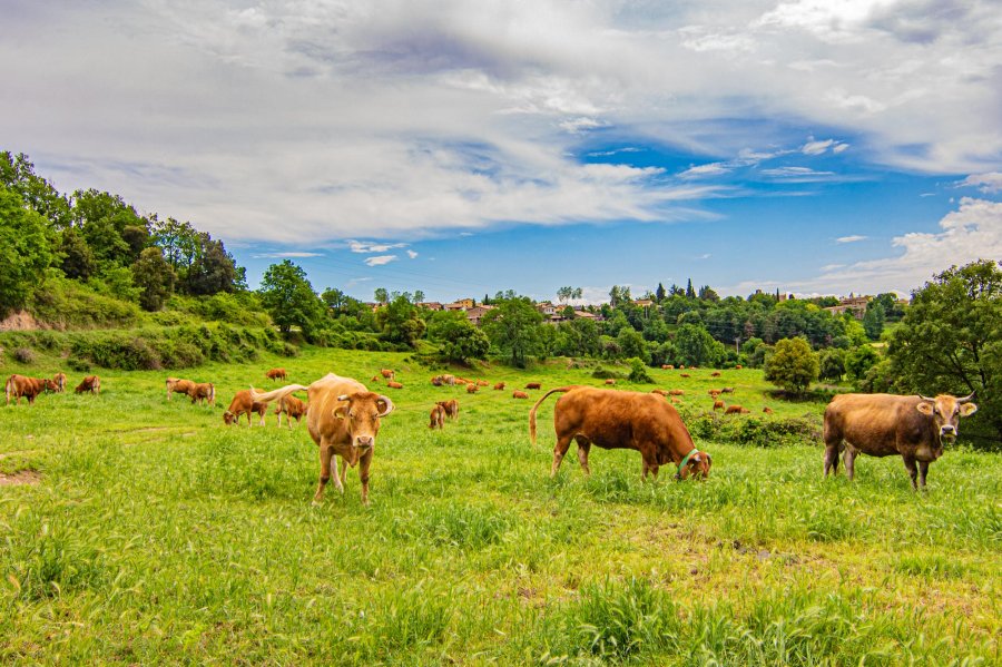 Descobrir el Lluçanès, la comarca serena i autèntica