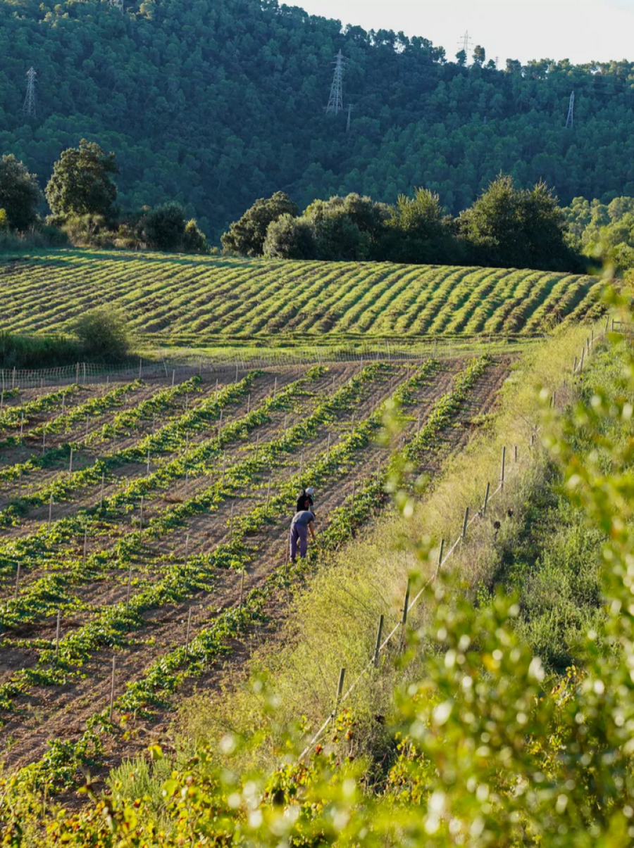 Can Calopa: A vineyard with roots in Barcelona