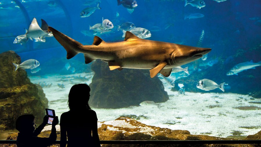 Descubrir, amar, proteger: sumérgete en el corazón del Mediterráneo desde L’Aquàrium de Barcelona