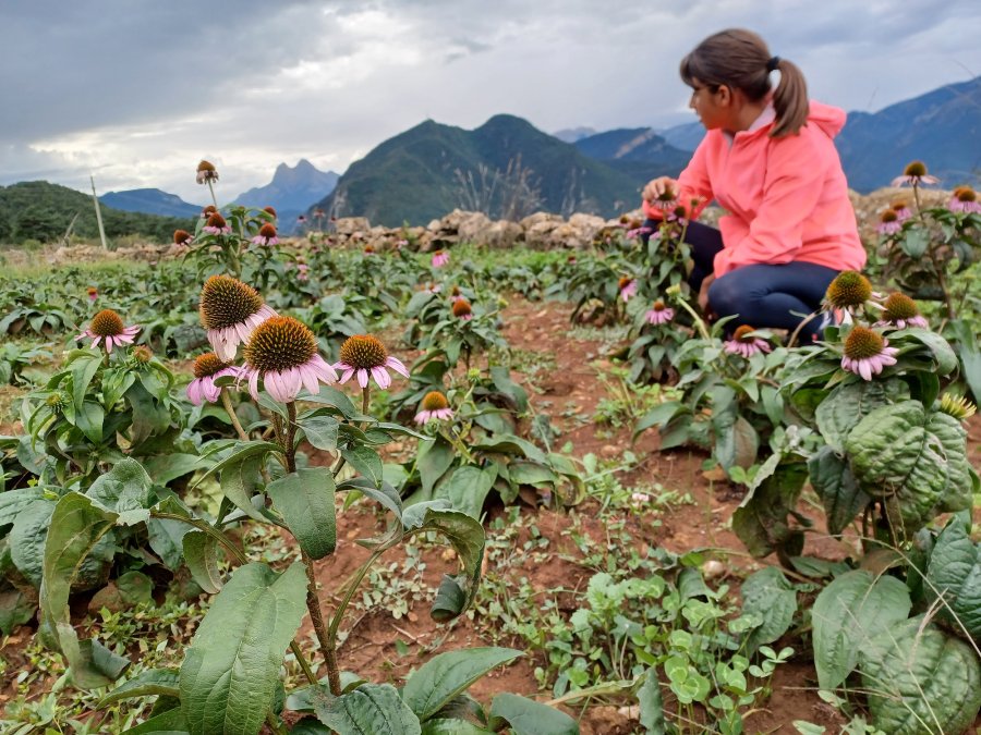 Bauma de les Deveses: naturaleza y tradición a flor de piel