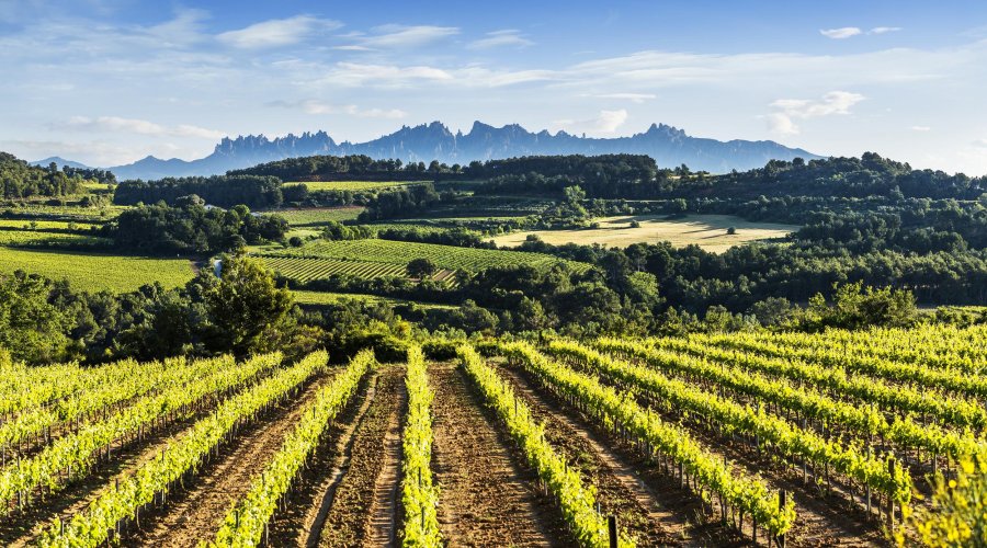 L'Alt Penedès, molt més que desconnexió entre vinyes